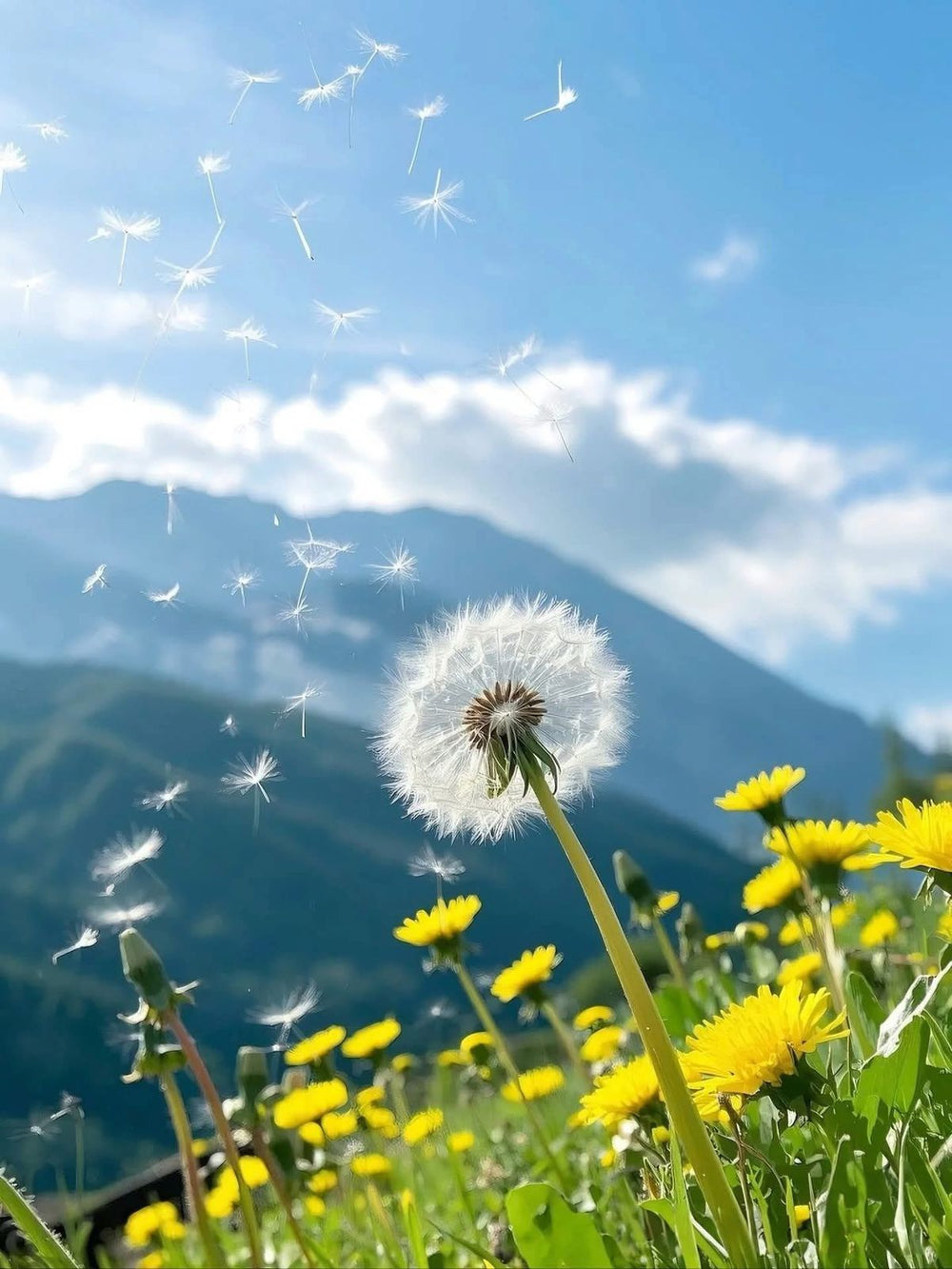 Wishes & Sunshine